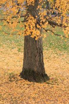 Big brown trunk and yellow autumn leaves covering the ground