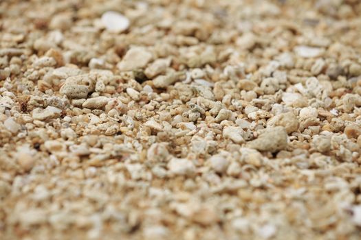 The structure of the surface of the beach from the wreckage of coral and shells