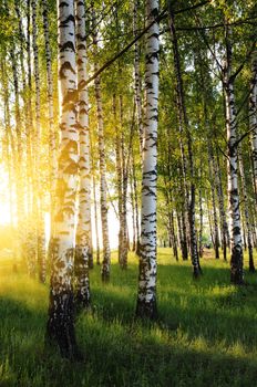 birch trees in a summer forest in evening