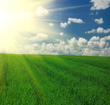 Field of grass,blue sky and sun Landscape