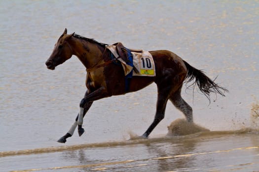 SANLUCAR DE BARRAMEDA, CADIZ, SPAIN - AUGUST 11: Accidented horse  run on horses races of the beach of Sanlucar de Barrameda on August 11, 2011 in Sanlucar de Barrameda, Cadiz, Spain.