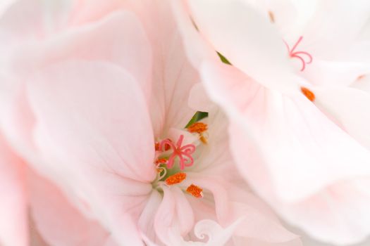 Details of a pink flower in bloom