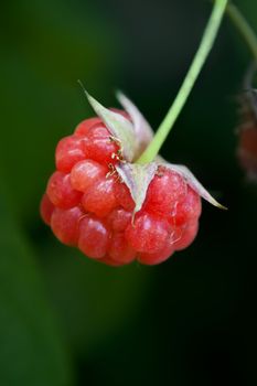 Close up of a single ripe Raspberry hanging from its plant with dark outdoor background
