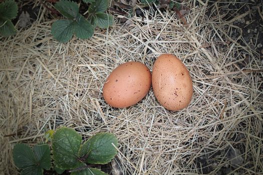 Two brown speckled freshly laid organic chickens eggs resting amongst a bed of straw amongst strawberry plants.