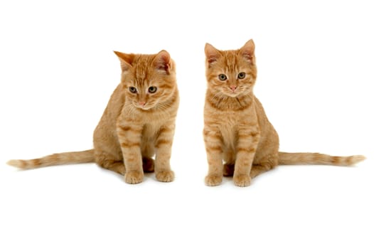 Two sweet kittens is sitting side by side on white background.