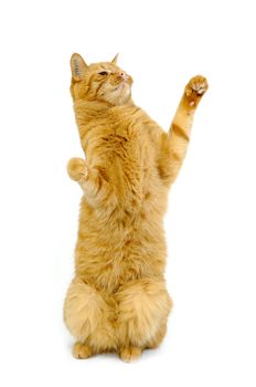 Happy cat standing with its feet in the air