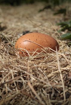 A single freshly laid organic speckled chickens egg resting in a straw bed in a strawberry patch in a domestic garden.