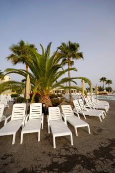 Sunbeds and palm at a hotel resort.