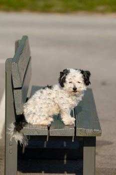 A sweet dog is resting on a bench