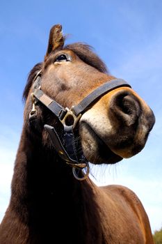 Wide angle shot of horse face. The horse is looking very curious.