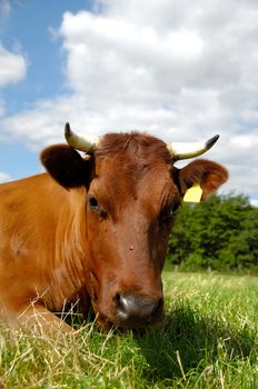 Face of a resting cow. The sky is blue with white clouds.