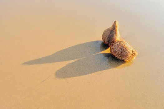 Two coconuts on the sandy sea shore