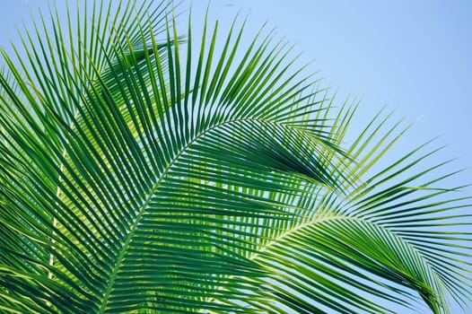 Tropical palm on the a blue sky background