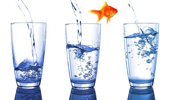 goldfish and glass showing financial growth concept