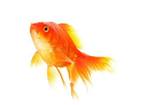 high quality image of goldfish swimming isolated on white background