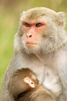 Mother and her baby, monkey, the Formosan Rock Macaque (Macaca cyclopis) is a macaque endemic to the island of Taiwan and has been introduced to Japan. Besides humans, Formosan Rock Macaques are the only native primates living in Taiwan.