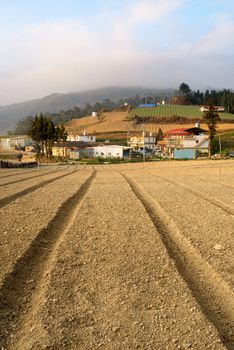 Rural scenery with yellow field and building under clouds and blue sky in morning in Fushoushan Farm, Taiwan, Asia.