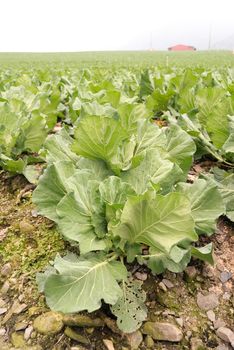 Cabbage farm in Fushoushan Farm, Taiwan, Asia.