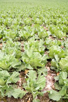 Farm of cabbage in green color, shot in Fushoushan Farm, Taiwan, Asia.