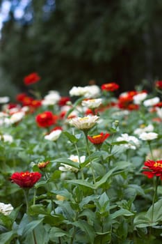 Flowerbed with a colored flowers