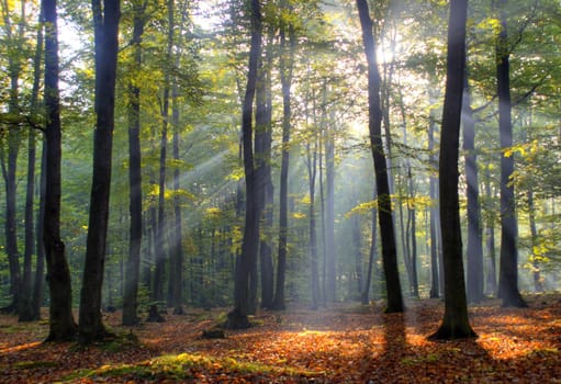 Old beech forest