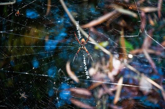spider and its web in australian tropical area