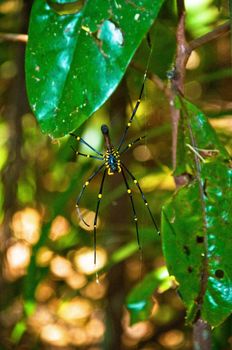 spider and its web in australian tropical area