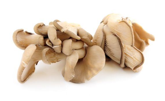 Clusters of oyster mushrooms isolated on white background