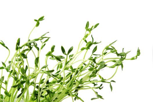 Green young pea sprouts isolated on white background