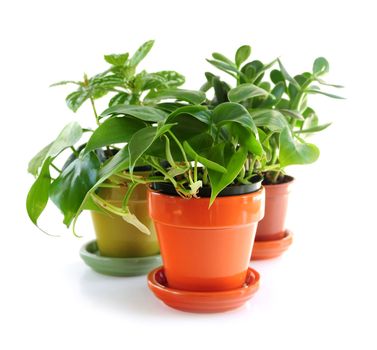 Assorted green houseplants in pots isolated on white background