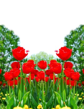 Floral background of bright red tulips blooming in a spring garden