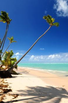 Pristine tropical beach with palm trees on Caribbean island