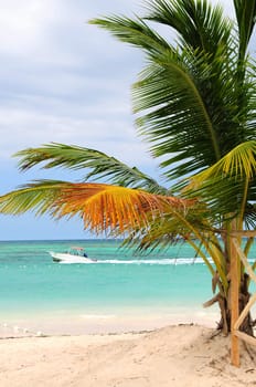 Tropical beach with palm tree and small boat