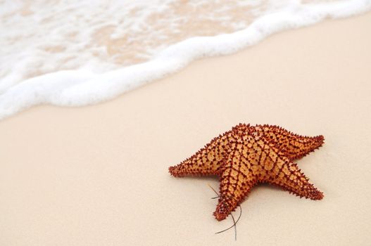Starfish and ocean wave on sandy tropical beach 