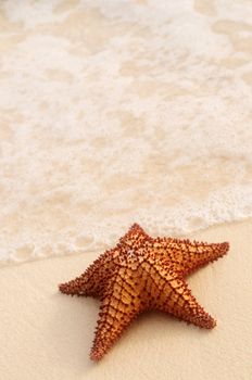 Starfish and ocean wave on sandy tropical beach