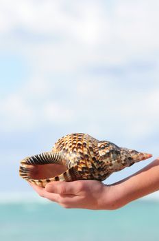 A hand holding a large seashell on tropical beach background