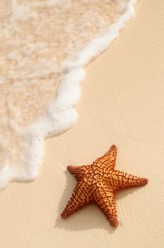 Starfish and ocean wave on sandy tropical beach