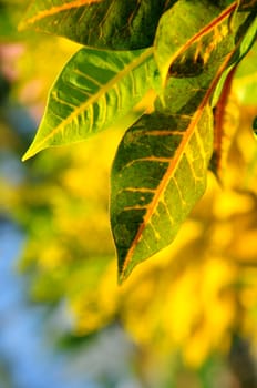 Closeup on green leaves of tropical plant