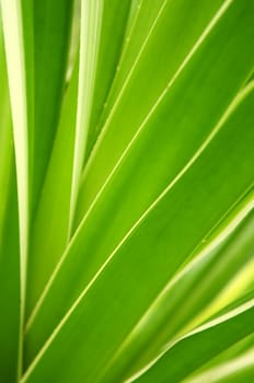 Closeup on green leaves of tropical plant