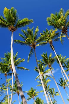 Lush green palm trees on blue sky background