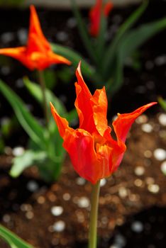 Bright orange tulips blooming in a spring garden