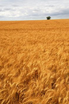 Agricultural landscape of golden wheat growing in a farm field