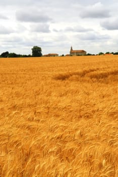 Agricultural landscape of golden wheat growing in a farm field