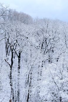 Winter forest covered with snow, natural background