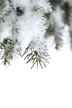 Christmas background with snowy spruce tree branches isolated on white