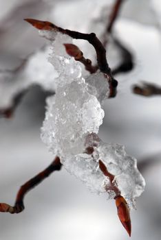 Snow covered tree branch in winter park, macro