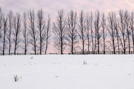 Winter landscape with a row of tall trees at sunset