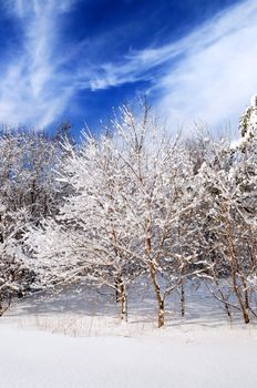 Winter landscape of a sunny forest after a heavy snowfall