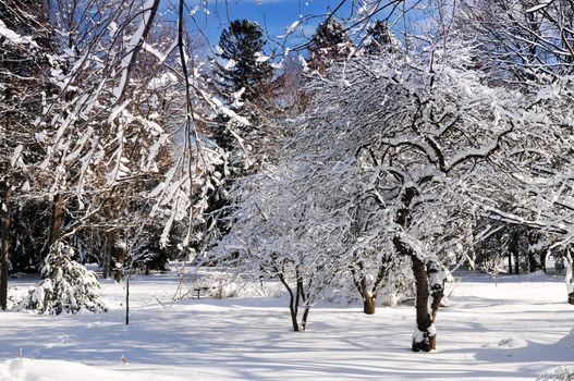 Winter landscape of a sunny park after a heavy snowfall