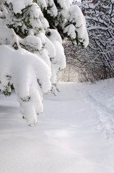 Path in winter forest after a snowfall